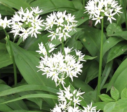 Allium ursinum wild - -,