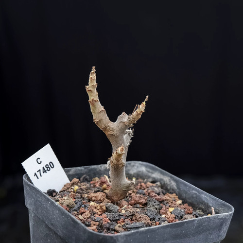 1pieces 5cm seedling - 1pieces,
