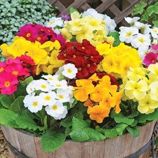 Polyanthus Giant Hardy