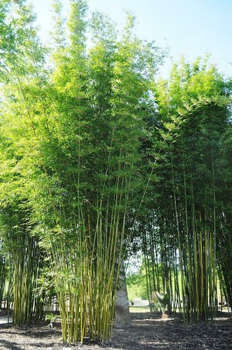 Bambusa oldamii bamboo - 50,