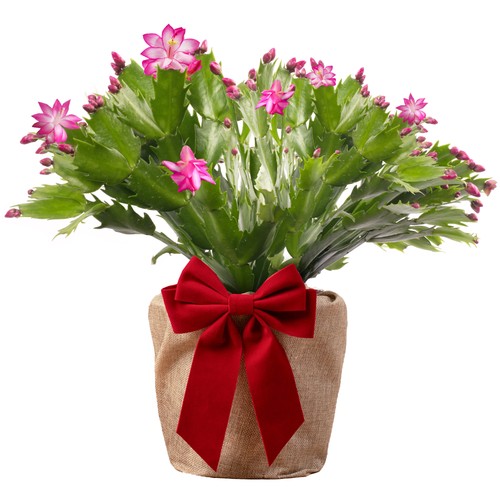 Pink christmas cactus house - pink,