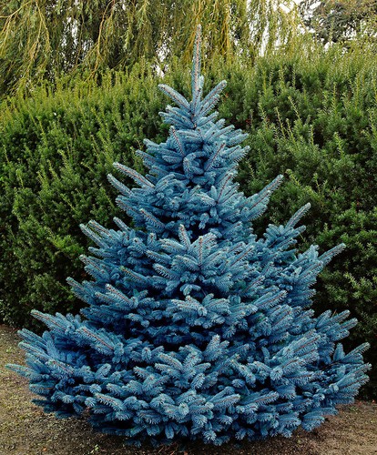 Picea pungens blue diamond - diamond, 9cm