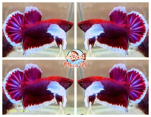Live betta fish high quality - live,