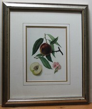 Neil's Early Purple Peach