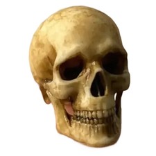 Skeleton Miniatures Figurines Skull Skull Model D4O66609