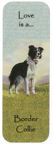 Border collie dog beautiful - collie,