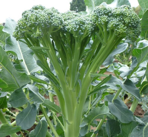 Tender stem broccoli plug - stem,