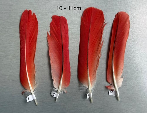 Parrot macaw feather crafts - macaw,