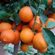 Citrus Tree Red Lemon (Limone