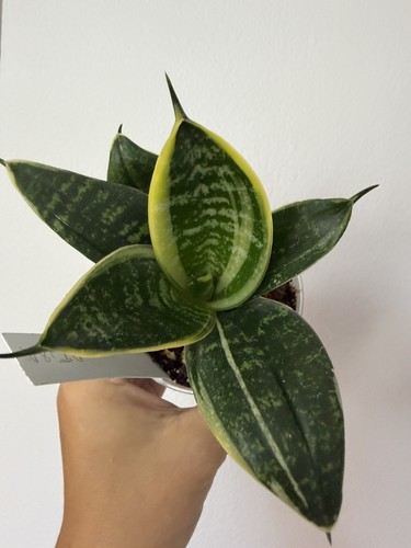 Baby birds nest snake plant - birds,