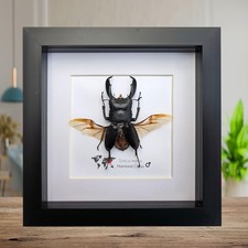 Framed dorcus titanus stag
