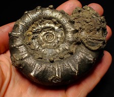 Big spiny pyrite Eoderoceras ammonite fossil (86 mm) Jurassic Coast UK minerals