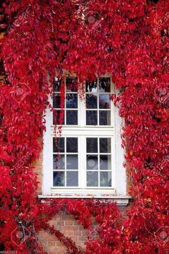 Virginia creeper seeds - virginia,