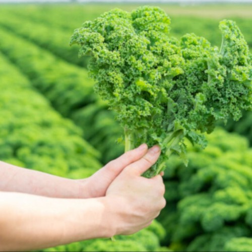 Green kale plug plants - plug,