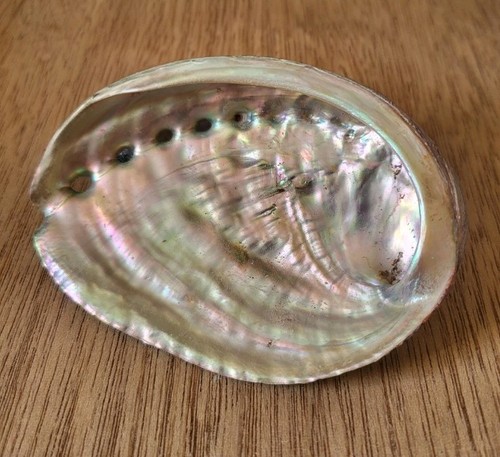 Large abalone shell multi - abalone,