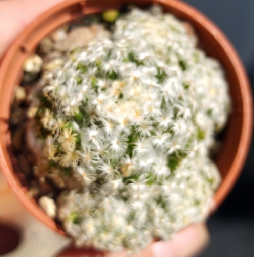 Mammillaria schiedeana - mammillaria,