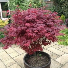 Japanese Purple Maple Tree in