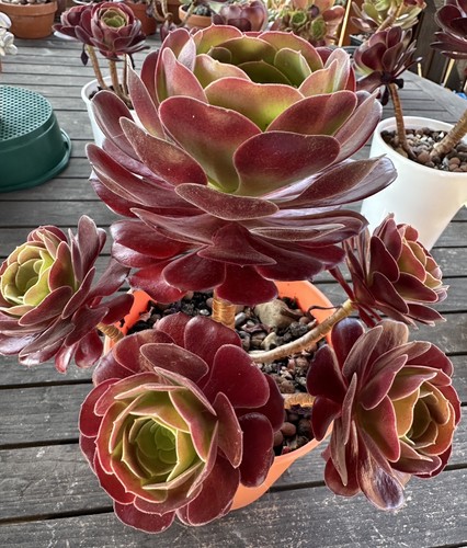 Aeonium black rose succulent - aeonium,