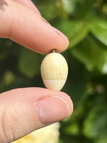Antique victorian bone tiny - antique,