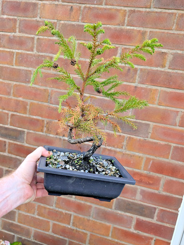 Japanese cedar bonsai - japanese,