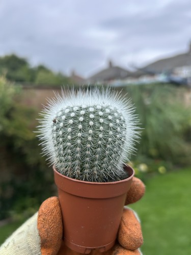 Mammillaria hahniana old - mammillaria, ‘old