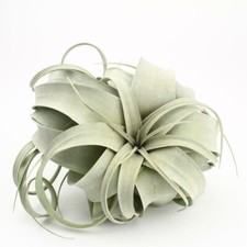 Rare tillandsia xerographica - tillandsia,