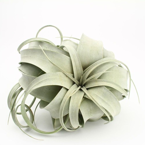 Rare tillandsia xerographica - rare,