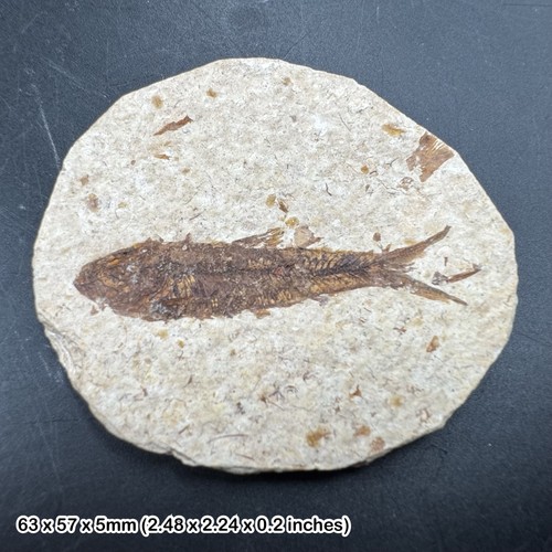 Eocene fossil fish matrix - fish, in