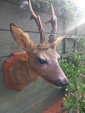Taxidermy Roe Deer Head With Antlers   Mounted On Shield