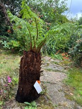 Stunning Tree Ferns Dicksonia antarctica 1.5 foot (18inch) trunk