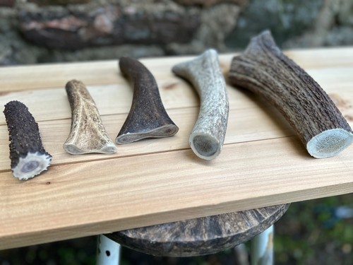 Deer antler dog chew - deer,