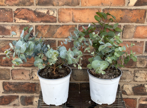 Eucalyptus cinerea argyle - eucalyptus,