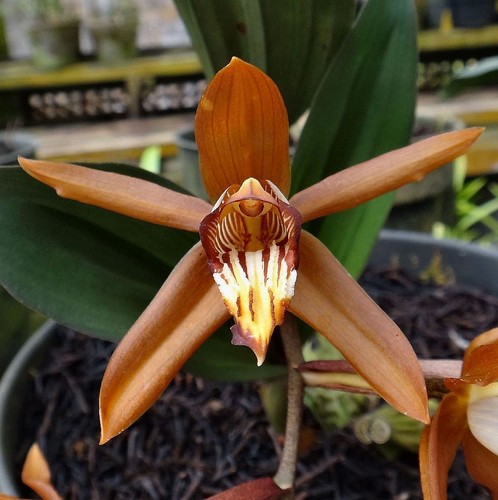Coelogyne odoardii spesies - coelogyne,
