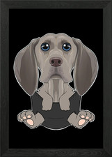 Weimaraner Puppy In Pocket