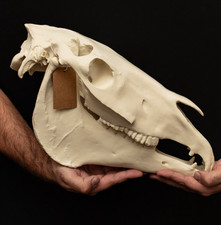 Life Size Horse Skull Replica