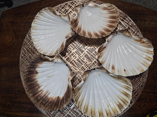 Large scallop shells for - shells,