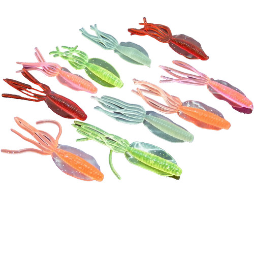 Squid cuttlefish worm soft - cuttlefish,