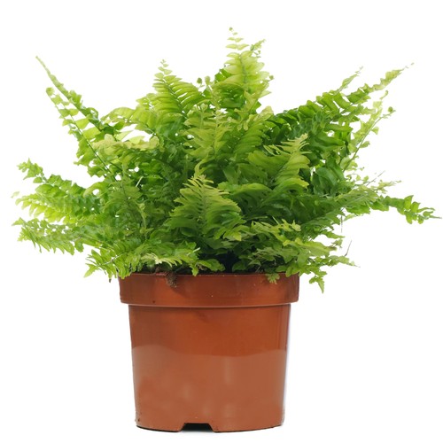 Nephrolepis boston fern - nephrolepis,
