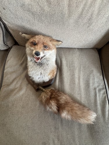 Vintage taxidermy red fox - fox, head
