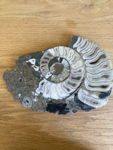 Large polished sectioned - large,