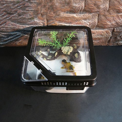 Spider reptile terrarium tank - spider,