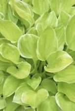 HOSTA  Platinum Tiara  - Small
