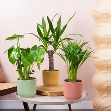 Urban Jungle House Plant Bundle - Monstera, Yucca, Areca Palm Indoor Plant Mix