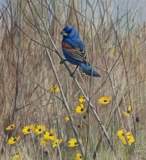 Lars Jonsson - Blue Grosbeak -