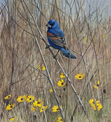 Lars jonsson blue grosbeak - grosbeak,