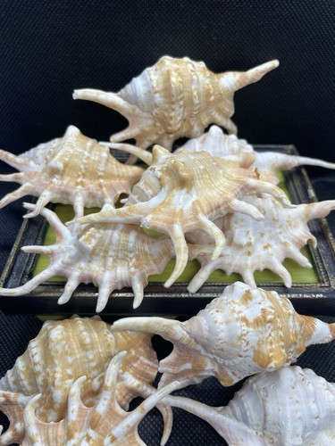 Shells seashells beach - shells.,