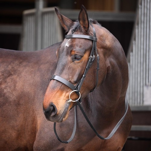 Shires velociti gara plain - shires,
