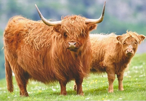 Highland cow and calf picture - highland,