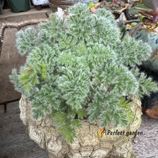 5 Seeds Pelargonium Graveolens