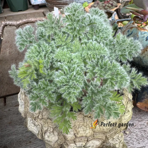 Seeds pelargonium graveolens - pelargonium,